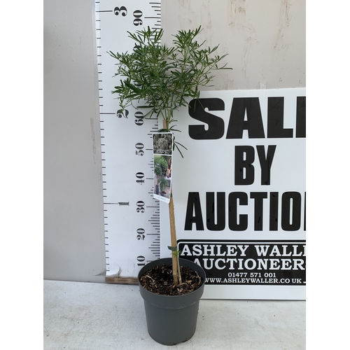Lot 52        