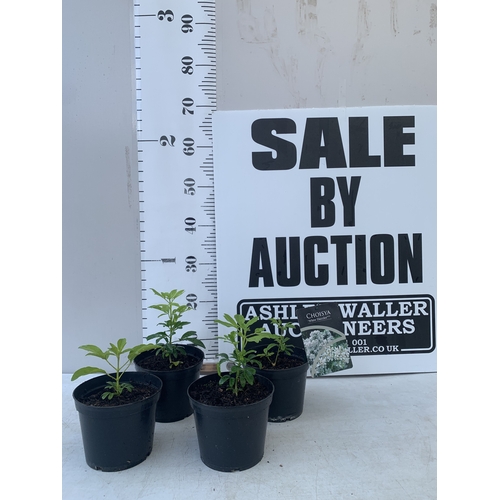 Lot 54        