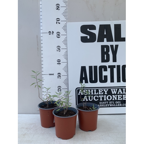 Lot 55        