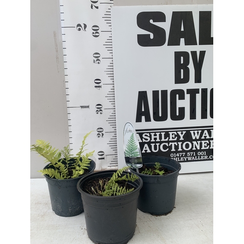 Lot 56        
