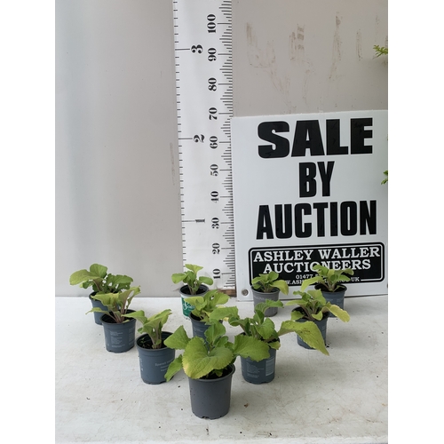 Lot 57        