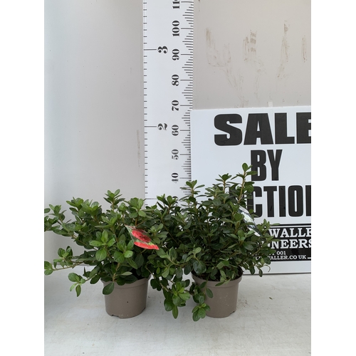 Lot 59        