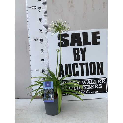 Lot 7         