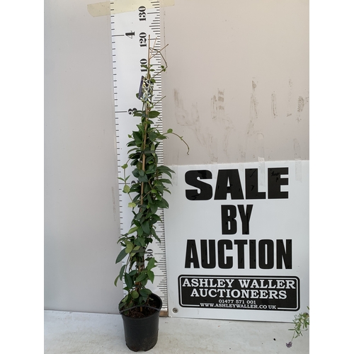 Lot 1         