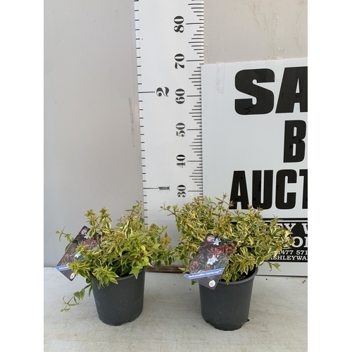 Lot 15        