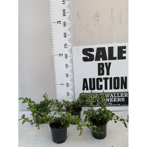 Lot 16        