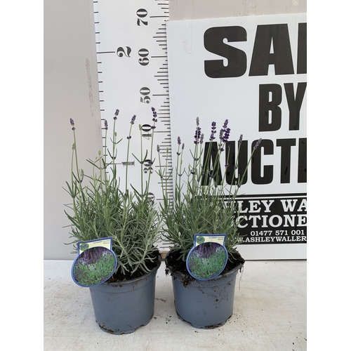 Lot 23        
