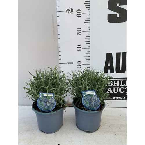 Lot 24        