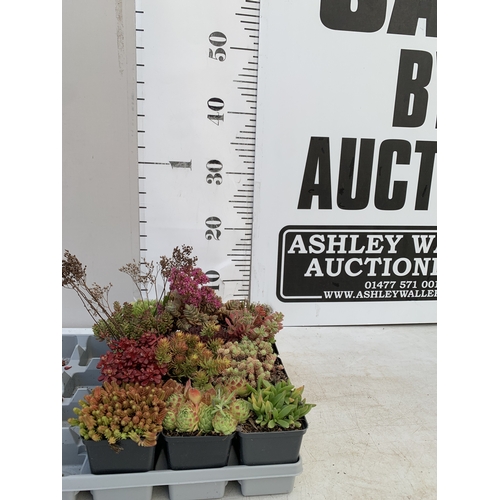 Lot 25        