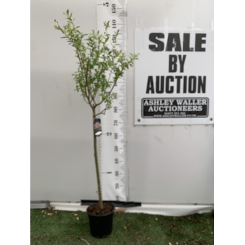 Lot 26        