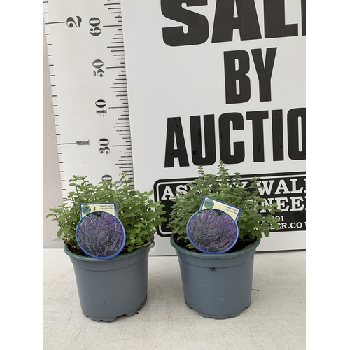 Lot 50        