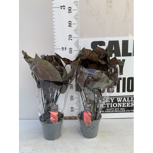 Lot 6         