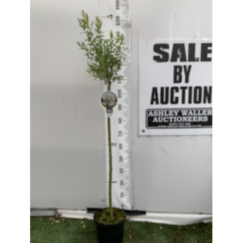 Lot 27        