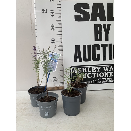 Lot 58        