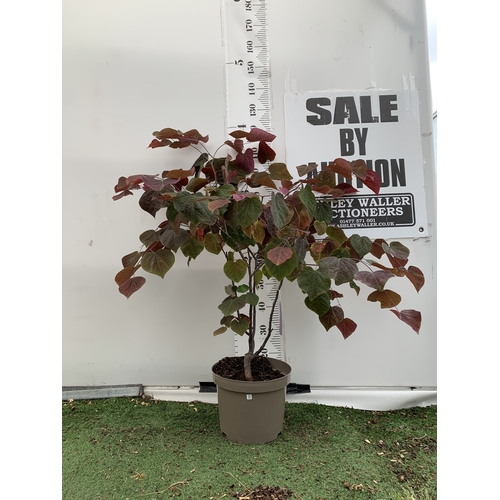 Lot 10        