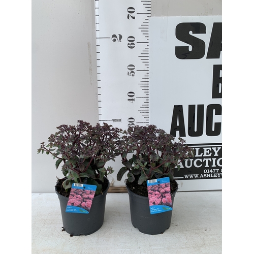 Lot 12        