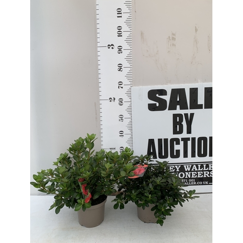 Lot 20        