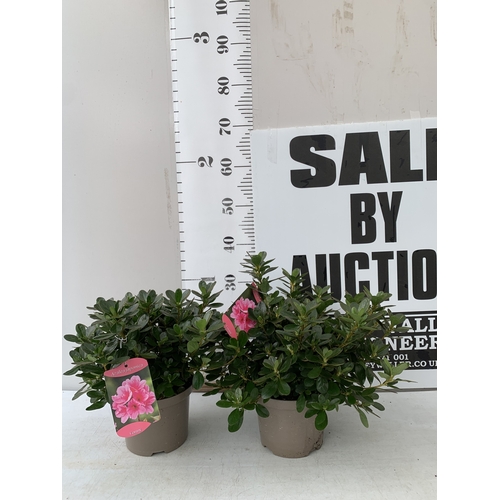 Lot 21        