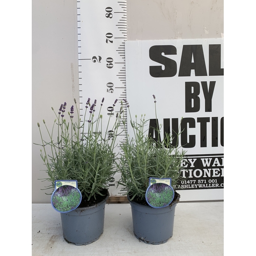 Lot 24        