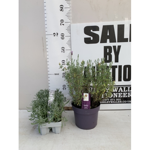Lot 25        