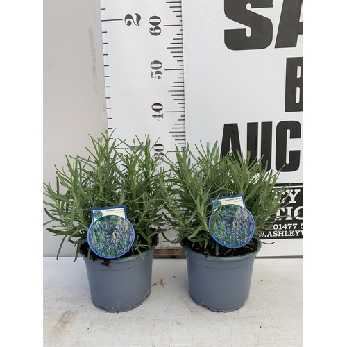 Lot 26        