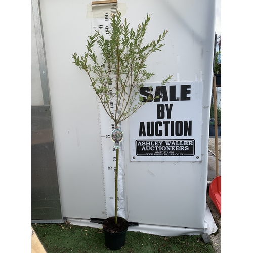 Lot 28        