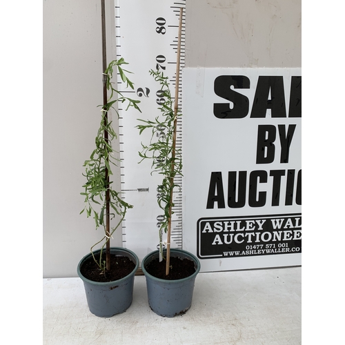 Lot 29        