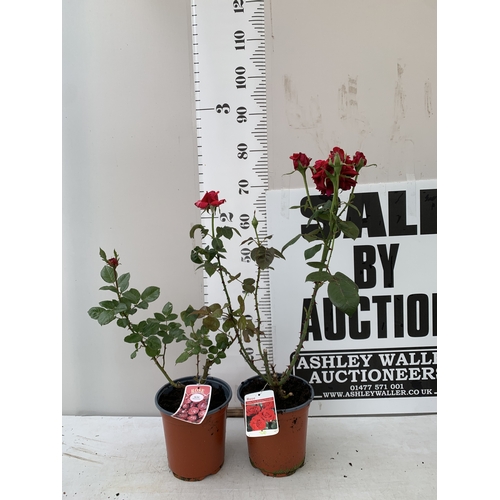 Lot 35        