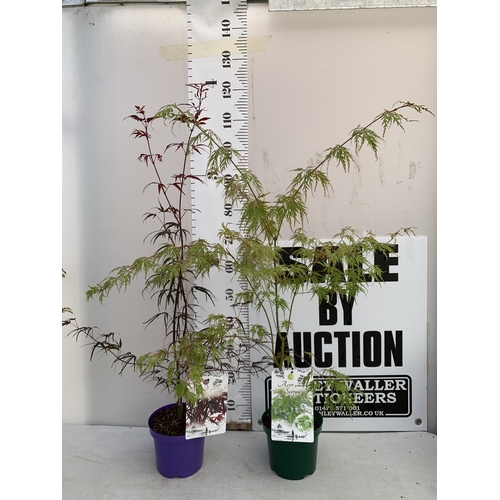 Lot 4         