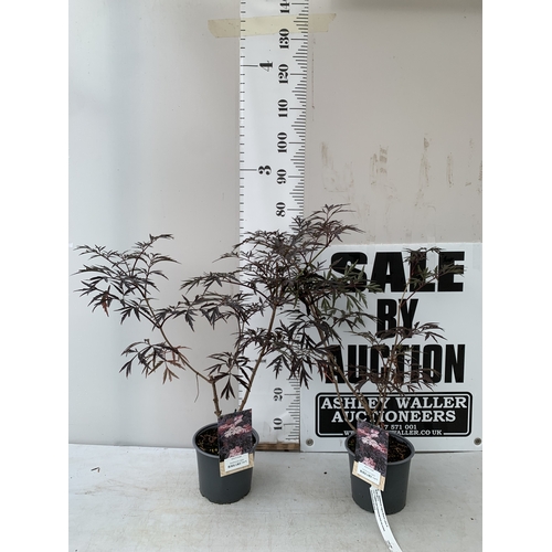 Lot 5         