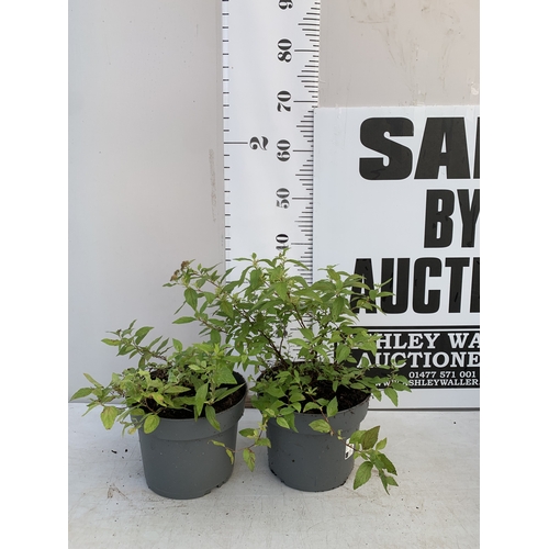 Lot 54        