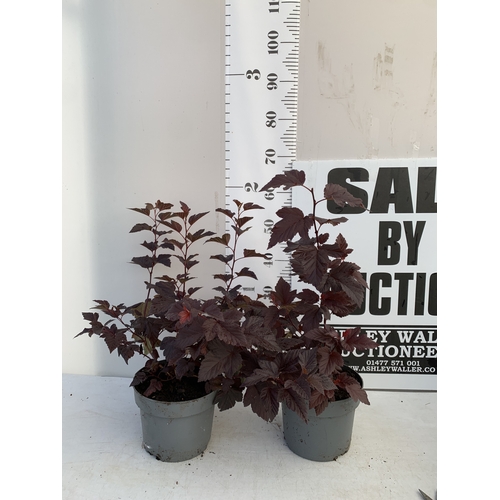 Lot 56        