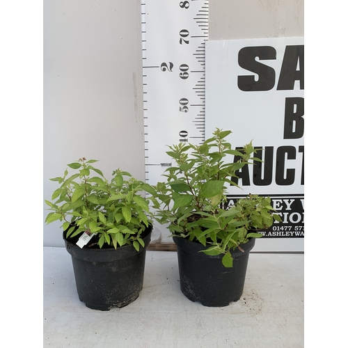 Lot 57        