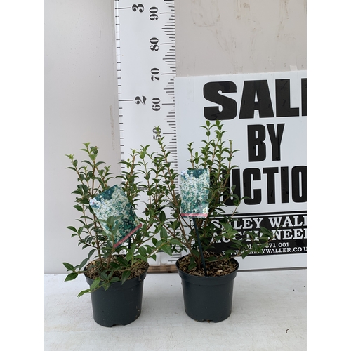 Lot 6         