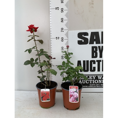 Lot 28        