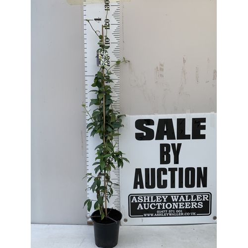 Lot 1         