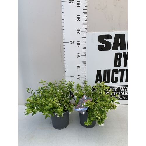 Lot 15        