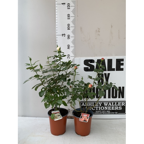 Lot 29        