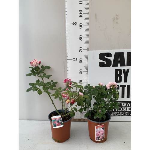 Lot 30        