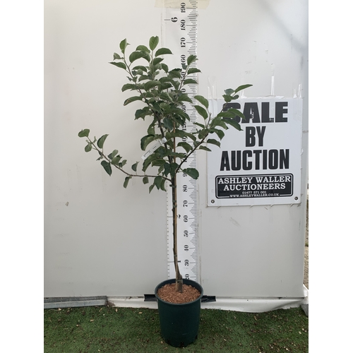 Lot 33        