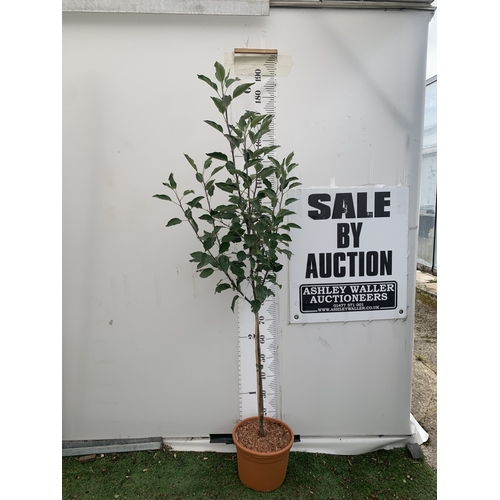 Lot 35        
