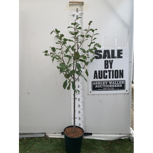 Lot 36        