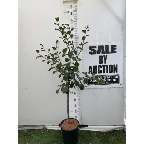 Lot 38        