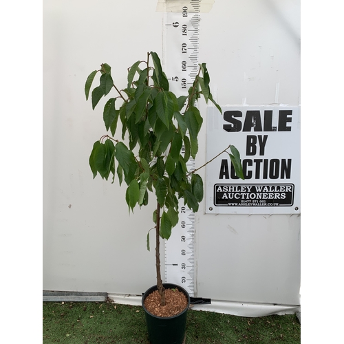 Lot 39        