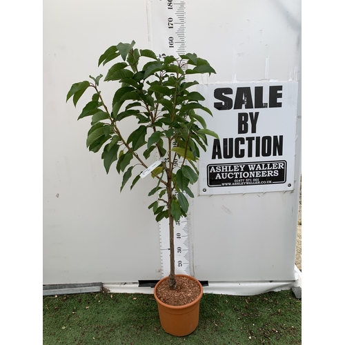 Lot 40        
