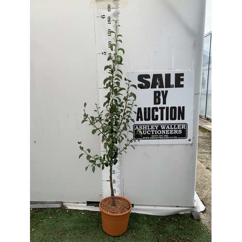 Lot 41        