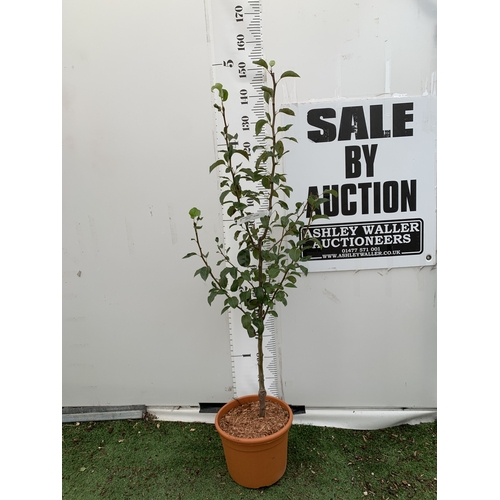 Lot 42        