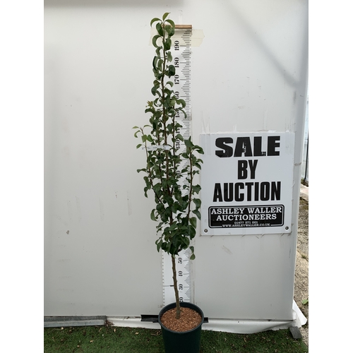 Lot 43        