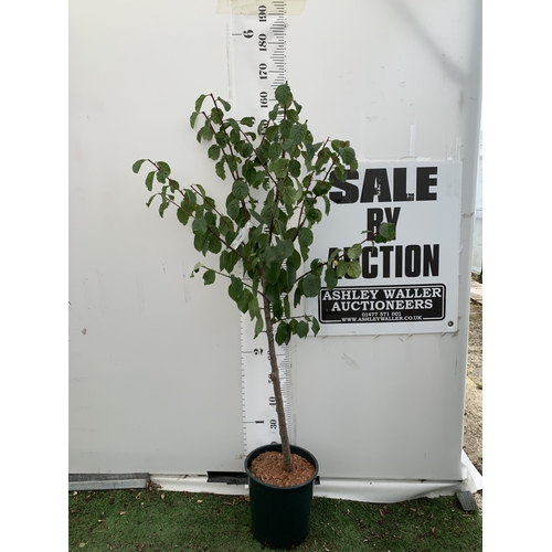 Lot 44        