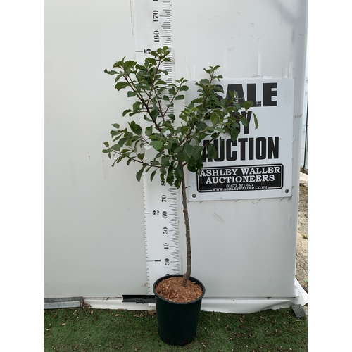 Lot 45        